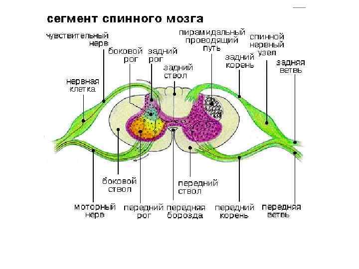 Моторные центры спинного мозга