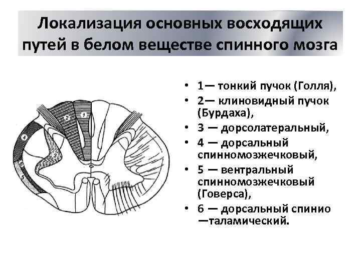 Определите какой цифрой на рисунке обозначено белое вещество спинного мозга