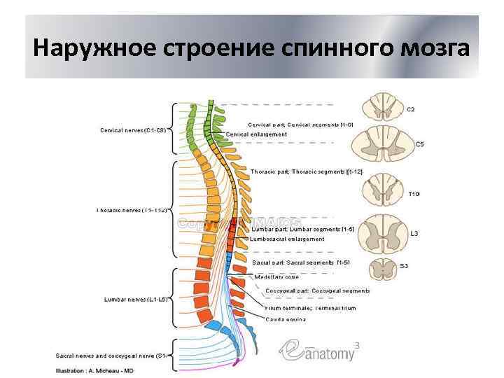 Отделы спинного мозга рисунок