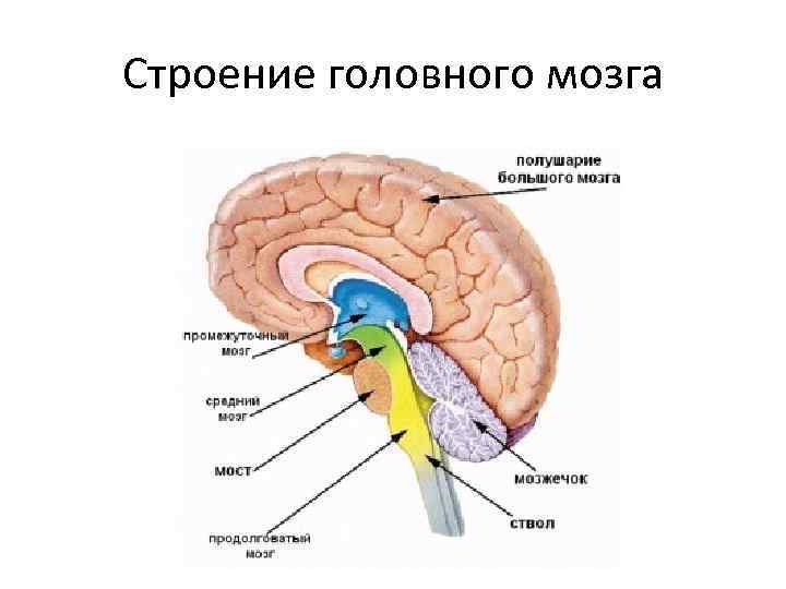 Строение головного мозга 
