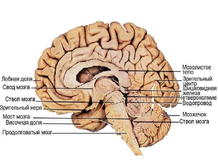 Ствол мозга картинка
