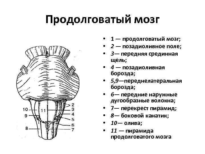 Продолговатый мозг • 1 — продолговатый мозг; • 2 — позадиоливное поле; • 3—