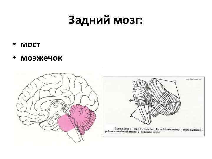 Задний мозг: • мост • мозжечок 
