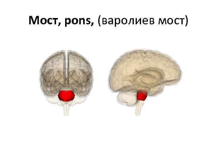 Мост, pons, (варолиев мост) 