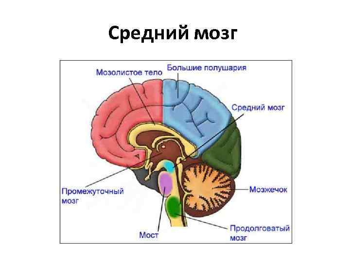 Средний мозг 