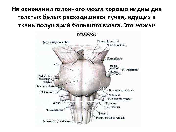 На основании головного мозга хорошо видны два толстых белых расходящихся пучка, идущих в ткань
