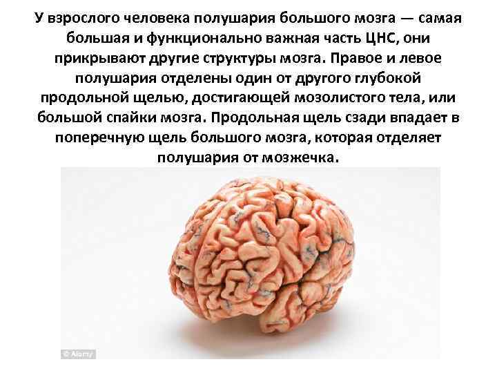 У взрослого человека полушария большого мозга — самая большая и функционально важная часть ЦНС,