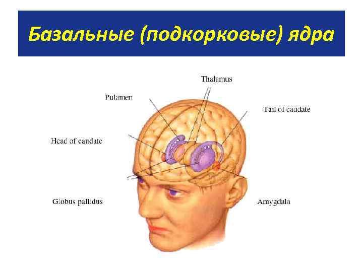 Базальные (подкорковые) ядра 