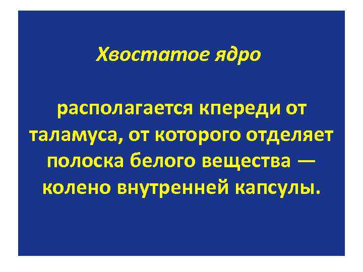 Хвостатое ядро располагается кпереди от таламуса, от которого отделяет полоска белого вещества — колено