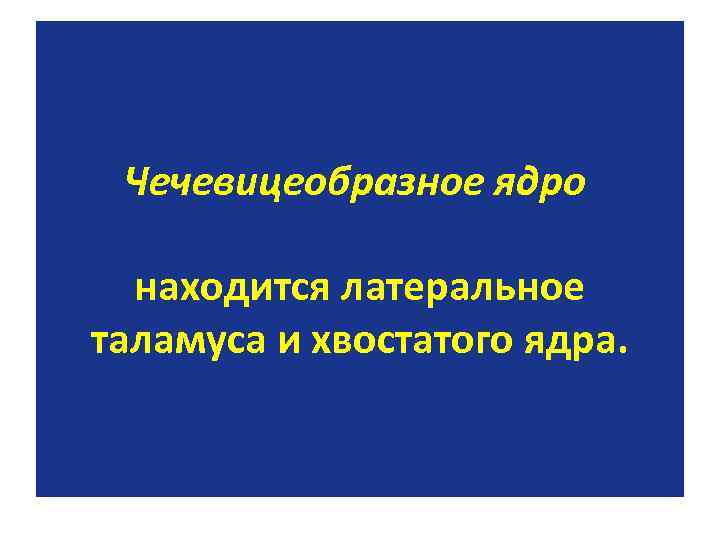 Чечевицеобразное ядро находится латеральное таламуса и хвостатого ядра. 