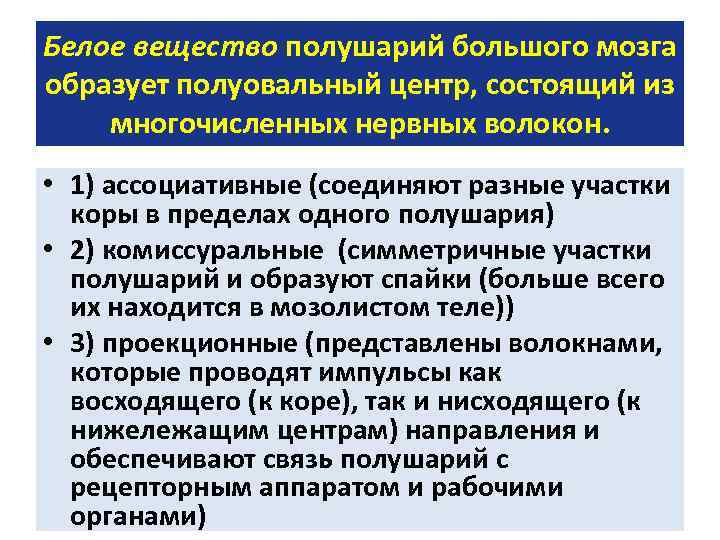 Белое вещество полушарий большого мозга образует полуовальный центр, состоящий из многочисленных нервных волокон. •