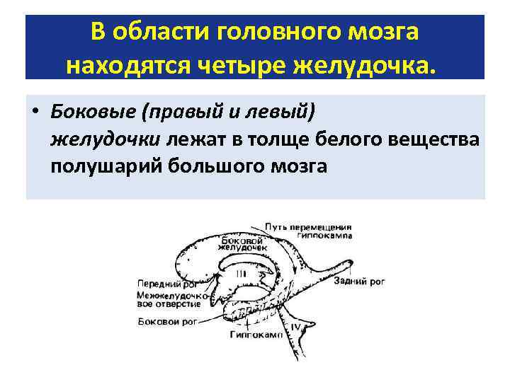 В области головного мозга находятся четыре желудочка. • Боковые (правый и левый) желудочки лежат