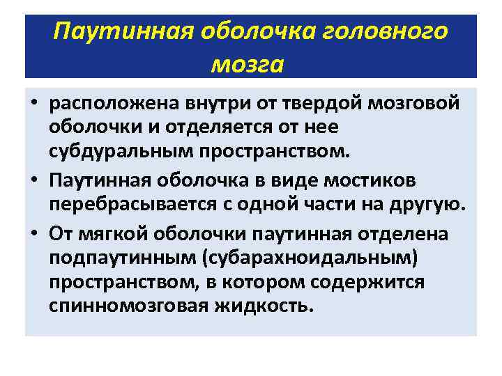 Паутинная оболочка головного мозга • расположена внутри от твердой мозговой оболочки и отделяется от