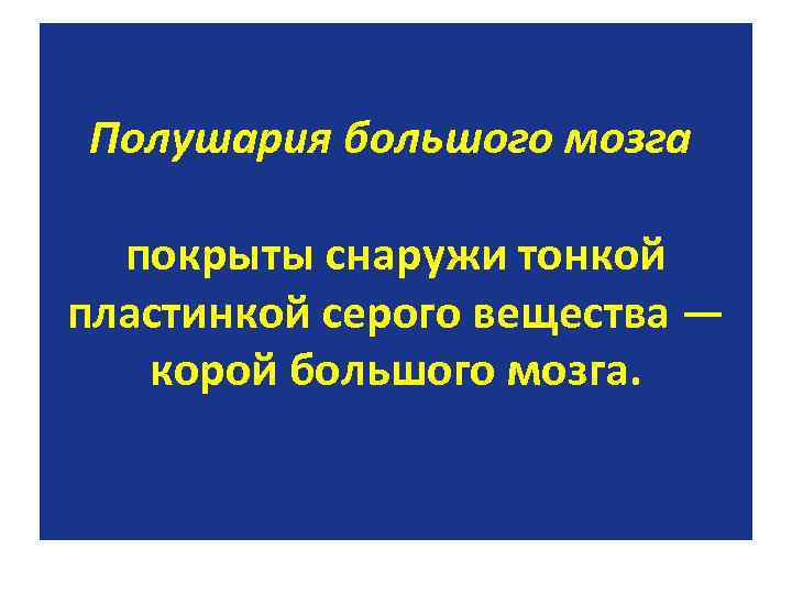 Полушария большого мозга покрыты снаружи тонкой пластинкой серого вещества — корой большого мозга. 