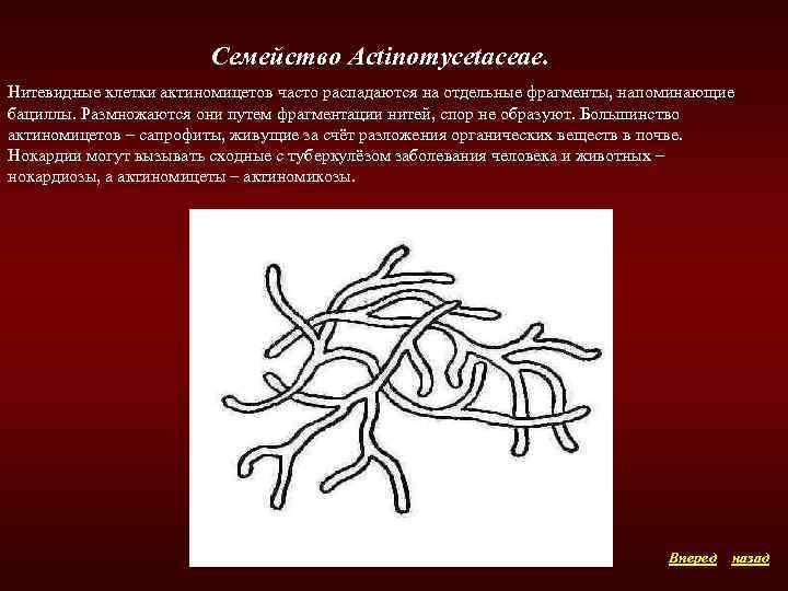 Семейство Actinomycetaceae. Нитевидные клетки актиномицетов часто распадаются на отдельные фрагменты, напоминающие бациллы. Размножаются они