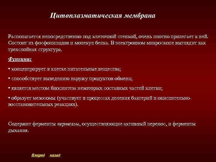 Цитоплазматическая мембрана Располагается непосредственно под клеточной стенкой, очень плотно прилегает к ней. Состоит из