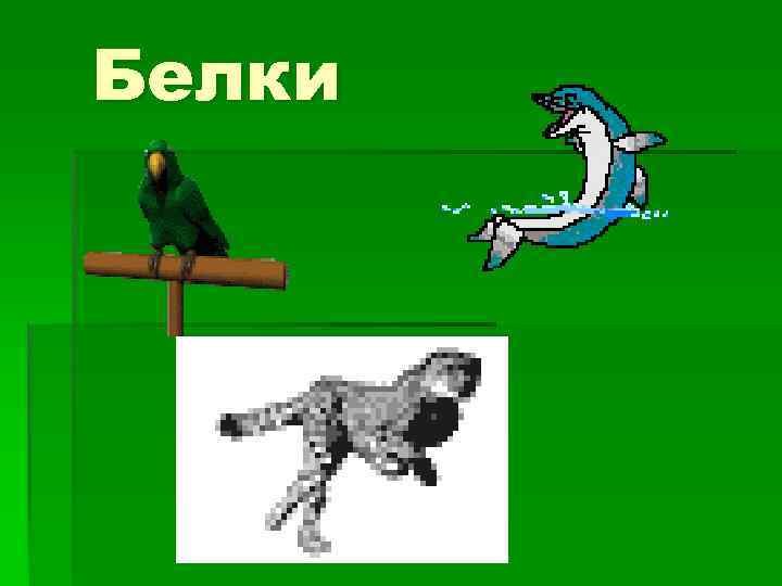 Белки 