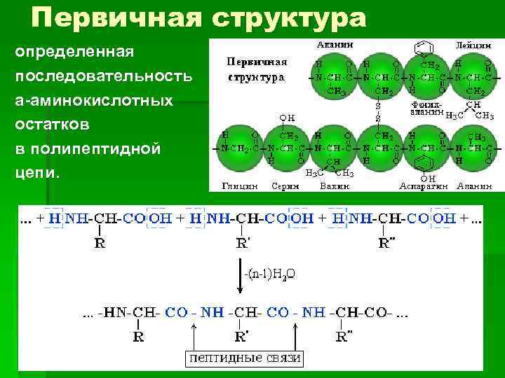 Первичная структура определенная последовательность a-аминокислотных остатков в полипептидной цепи. 