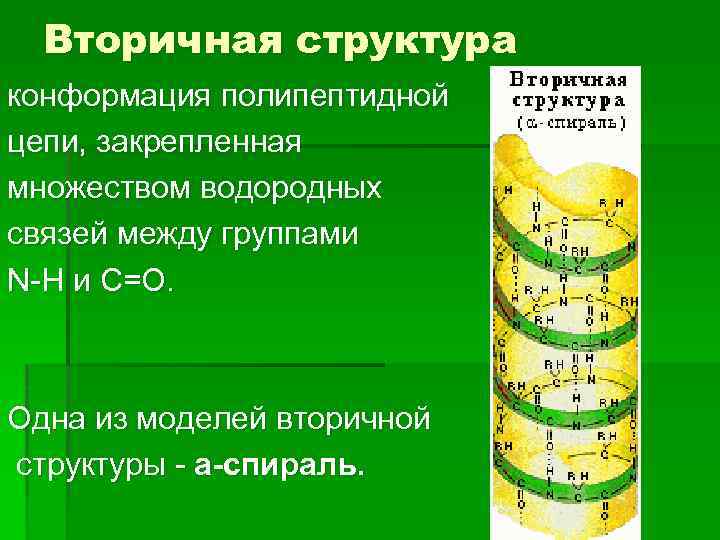 Вторичная структура конформация полипептидной цепи, закрепленная множеством водородных связей между группами N-H и С=О.