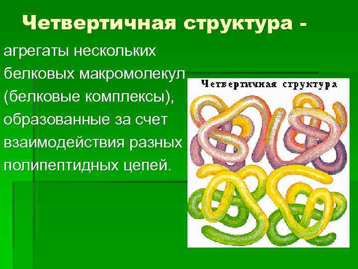 Четвертичная структура агрегаты нескольких белковых макромолекул (белковые комплексы), образованные за счет взаимодействия разных полипептидных