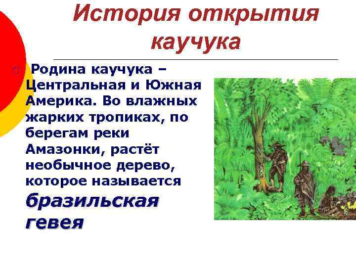 История открытия каучука ¡ Родина каучука – Центральная и Южная Америка. Во влажных жарких