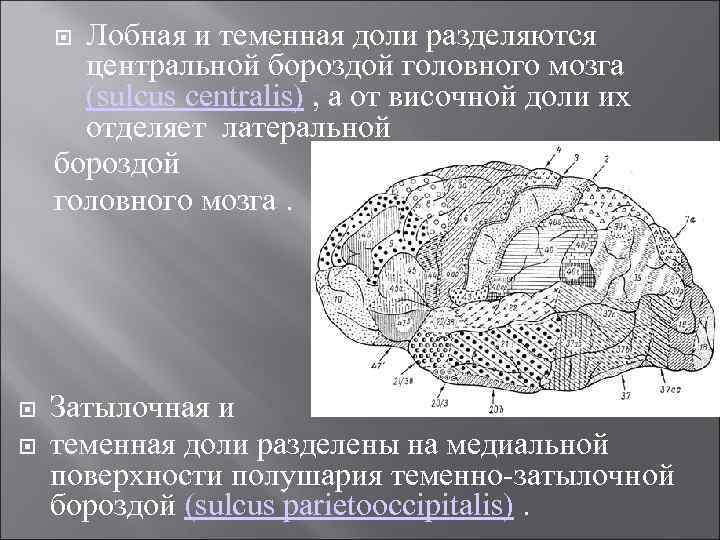 Лобная и теменная доли разделяются центральной бороздой головного мозга (sulcus centralis) , а от
