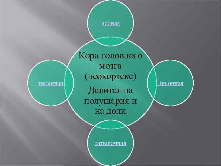 лобная теменная Кора головного мозга (неокортекс) Делится на полушария и на доли затылочная Височная