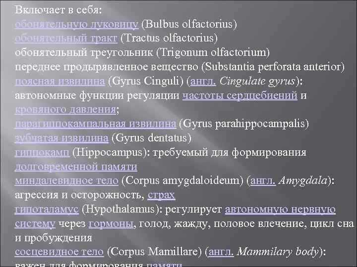 Включает в себя: обонятельную луковицу (Bulbus olfactorius) обонятельный тракт (Tractus olfactorius) обонятельный треугольник (Trigonum