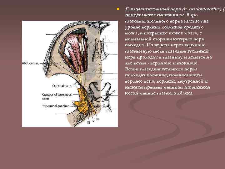 n Глазодвигательный нерв (n. oculomotorius) (I пара)является смешанным. Ядро глазодвигательного нерва залегает на уровне