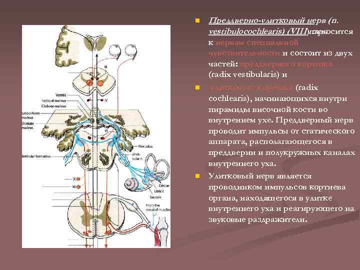 n n n Преддверно-улитковый нерв (n. vestibulocochlearis) (VIII)пара относится к нервам специальной чувствительности и