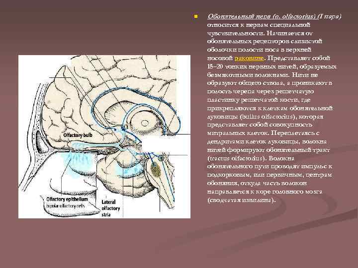 n Обонятельный нерв (n. olfactorius) (I пара) относится к нервам специальной чувствительности. Начинается от