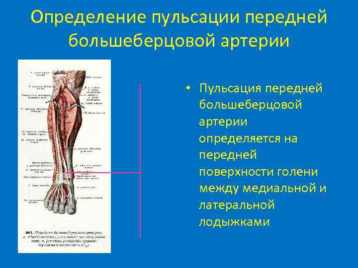 Определение пульсации передней большеберцовой артерии • Пульсация передней большеберцовой артерии определяется на передней поверхности