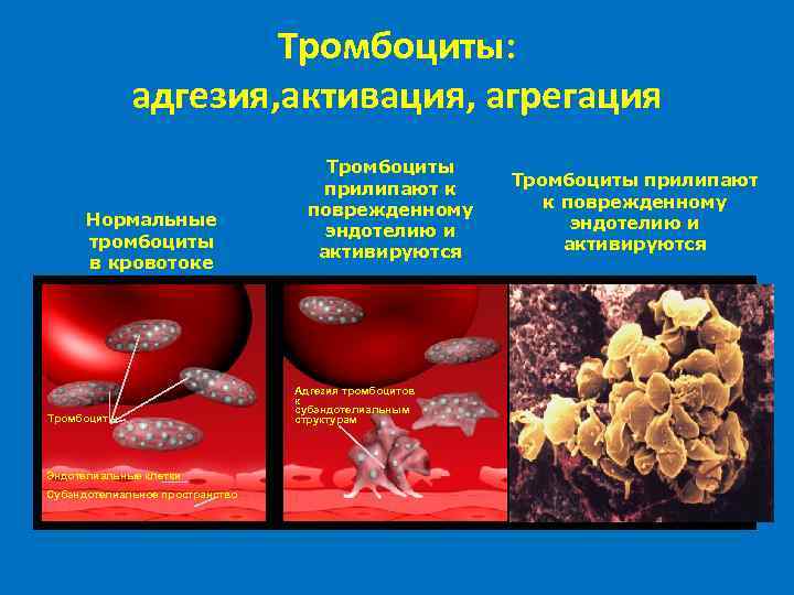 Тромбоциты: адгезия, активация, агрегация Нормальные тромбоциты в кровотоке Тромбоциты Эндотелиальные клетки Субэндотелиальное пространство Тромбоциты