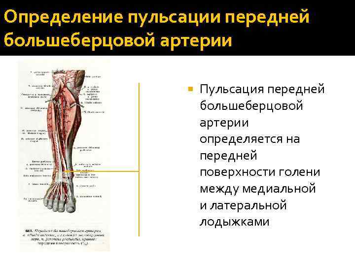 Определение пульсации передней большеберцовой артерии Пульсация передней большеберцовой артерии определяется на передней поверхности голени