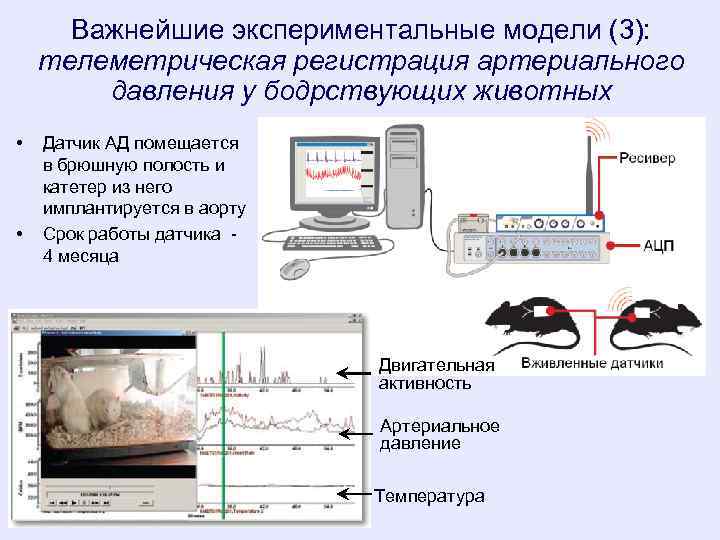 Регистрация ад. Экспериментальные модели патологических процессов. Моделирование патологических процессов. Моделирование эксперимента в медицине. Примеры экспериментального моделирования.