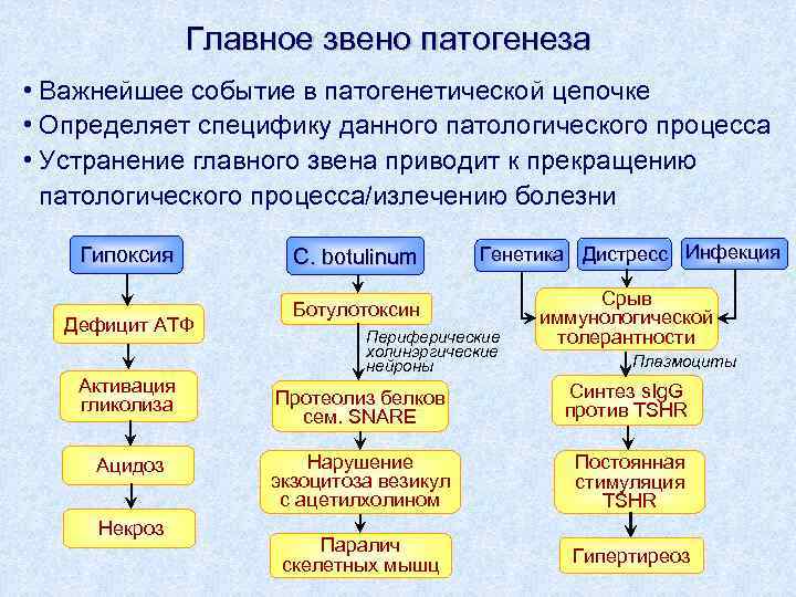 Звенья патогенеза