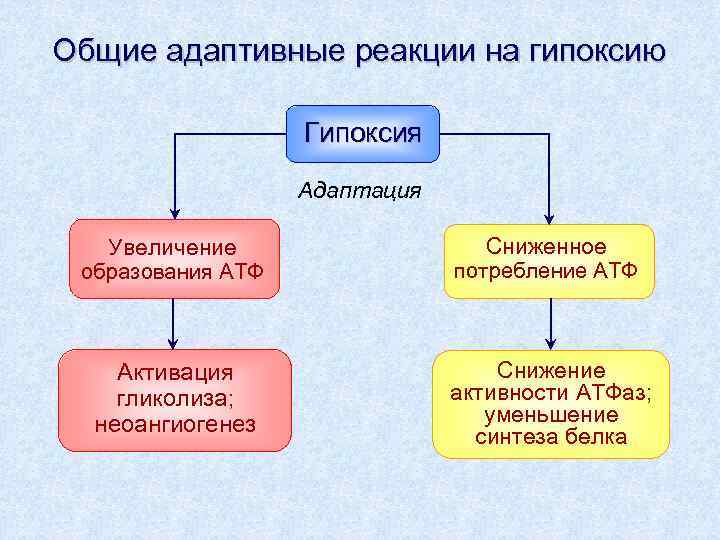 Общие адаптивные реакции на гипоксию Гипоксия Адаптация Увеличение образования АТФ Сниженное потребление АТФ Активация