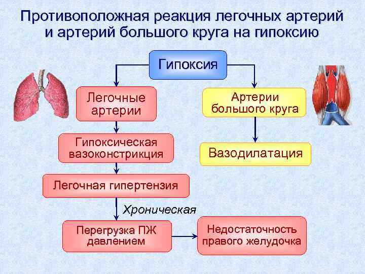 Противоположная реакция легочных артерий и артерий большого круга на гипоксию Гипоксия Легочные артерии Артерии