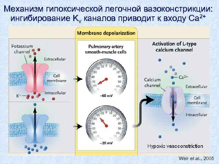 Механизм гипоксической легочной вазоконстрикции: ингибирование Kv каналов приводит к входу Ca 2+ Weir et