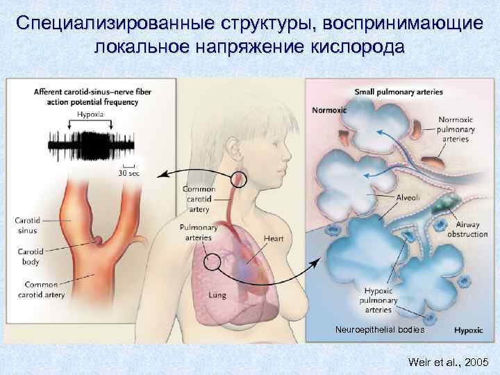 Специализированные структуры, воспринимающие локальное напряжение кислорода Neuroepithelial bodies Weir et al. , 2005 