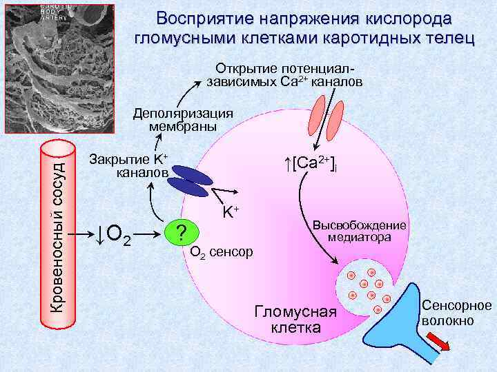 Восприятие напряжения кислорода гломусными клетками каротидных телец Открытие потенциалзависимых Ca 2+ каналов Кровеносный сосуд