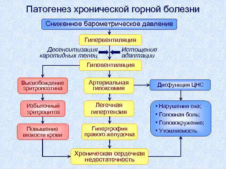 Патогенез хронического пиелонефрита