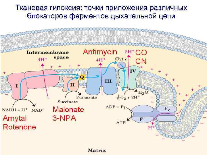 Тканевая гипоксия: точки приложения различных блокаторов ферментов дыхательной цепи 