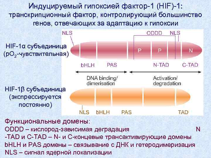 Индуцируемый гипоксией фактор-1 (HIF)-1: транскрипционный фактор, контролирующий большинство генов, отвечающих за адаптацию к гипоксии