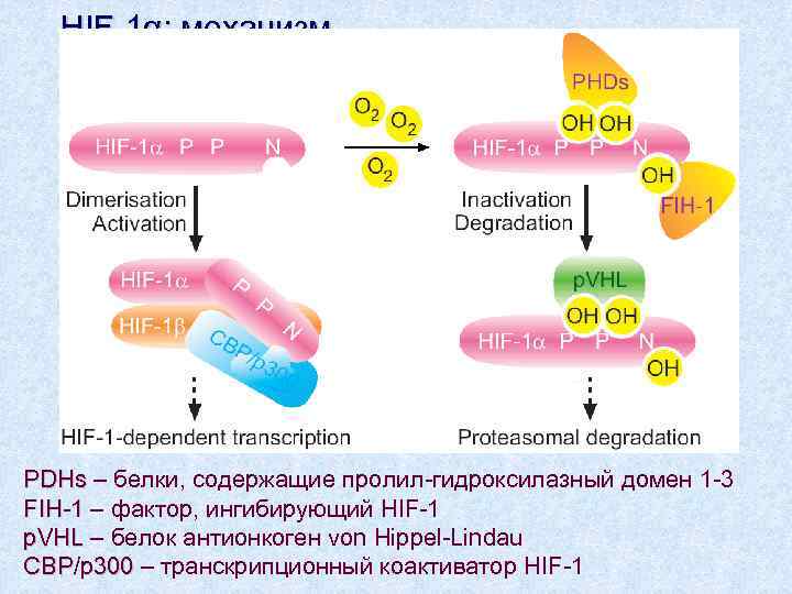 HIF-1α: механизм чувствительности к кислороду PDHs – белки, содержащие пролил-гидроксилазный домен 1 -3 FIH-1