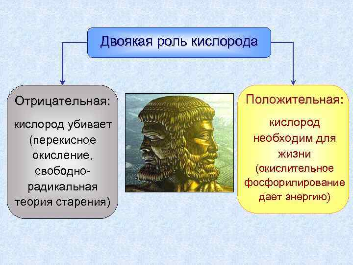 Двоякая роль кислорода Отрицательная: Положительная: кислород убивает (перекисное окисление, свободнорадикальная теория старения) кислород необходим