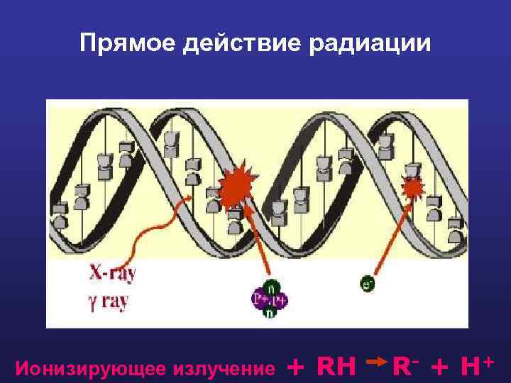 Прямое действие радиации Ионизирующее излучение + RH R- + H + 