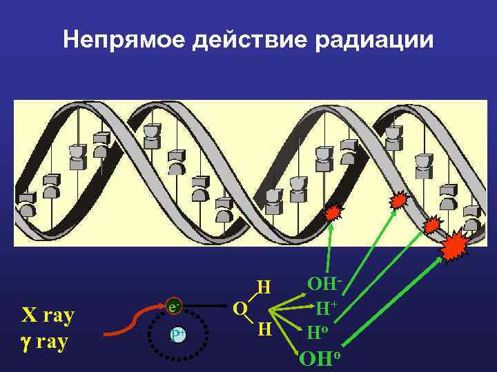 Непрямое действие радиации P+ O H X ray e- H OHH+ Ho OHo 