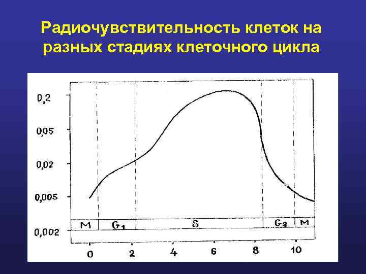 Радиочувствительность клеток на разных стадиях клеточного цикла 