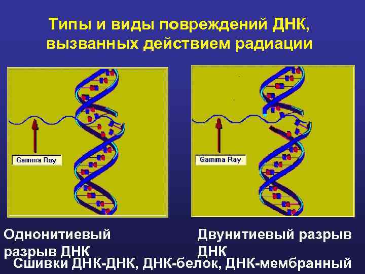 Типы и виды повреждений ДНК, вызванных действием радиации Однонитиевый Двунитиевый разрыв ДНК Сшивки ДНК-ДНК,